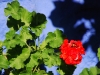 are-geranium.jpg