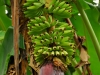 aru-banana-flowers.jpg