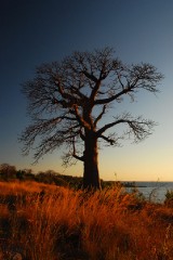 lik-sunset-baobab.jpg