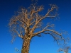 lik-blue-sky-baobab.jpg