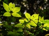 lus-foliage_0.jpg
