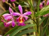 mac-orchid.jpg