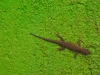 met-green-gecko.jpg