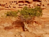pet-cypress-in-the-desert.jpg
