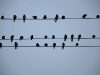 pue-bird-on-a-wire.jpg