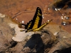 pue-butterfly.jpg