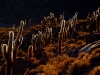 sal-neon-cactus.jpg