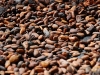yur-cocoa-beans.jpg